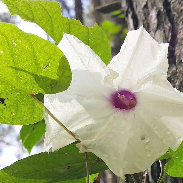 Last from my mini vaca. Wild lily climbing a tree.