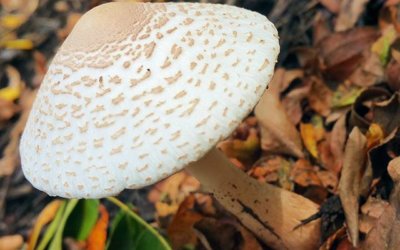 Shroom!