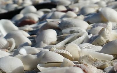 Shelling on Sanibel