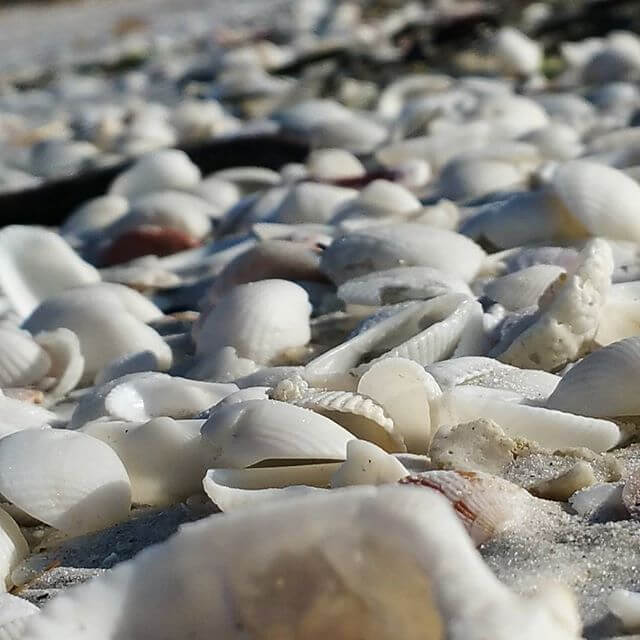 Shelling on Sanibel