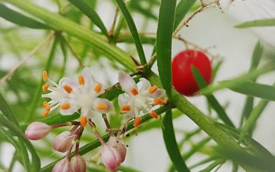 Asperagus fern flowering with a berry.