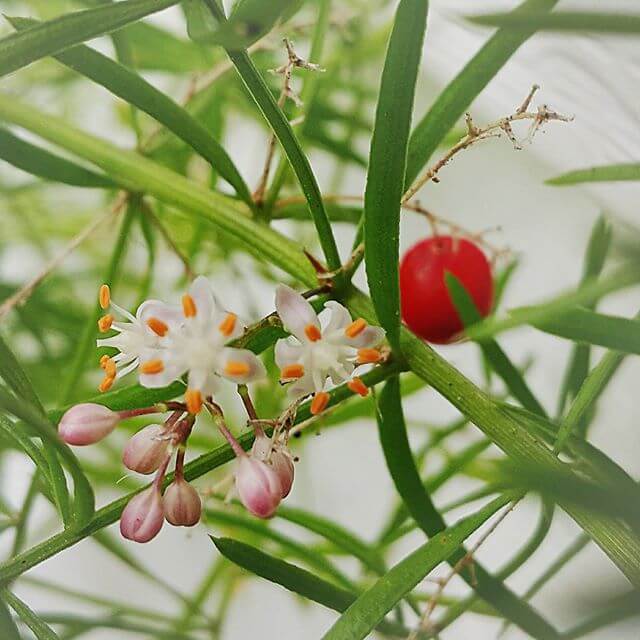 Asperagus fern flowering with a berry.
