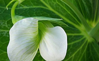 Snow peas remind me of fairytales.