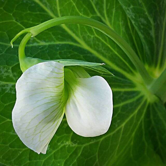 Snow peas remind me of fairytales.